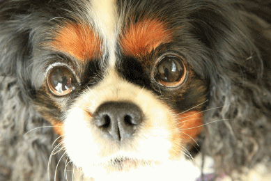 c0145250_11315431.gif