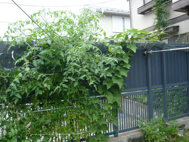 e0167966_1135270.jpg