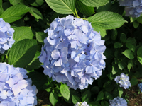 c0117570_1556734.jpg