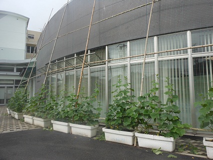 e0175370_912752.jpg