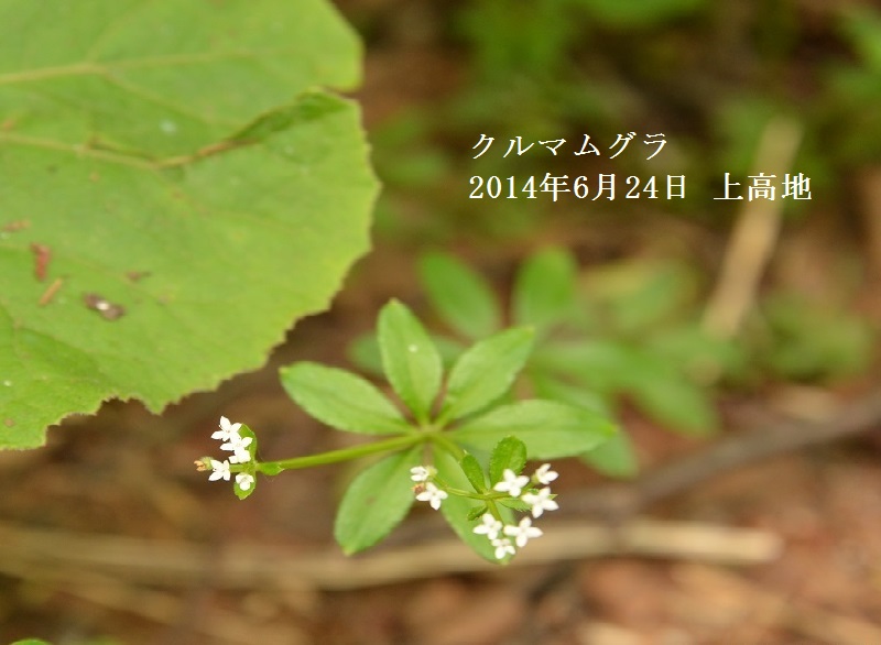 f0268294_20545074.jpg