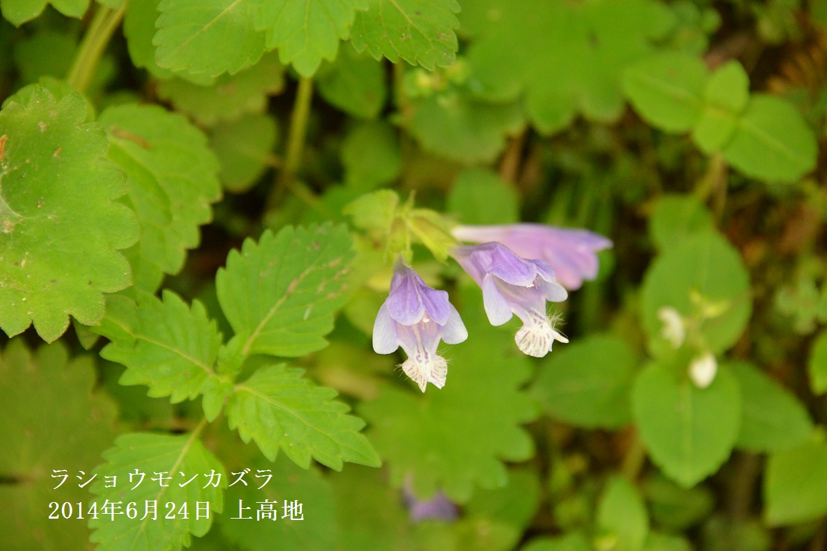 f0268294_21155039.jpg