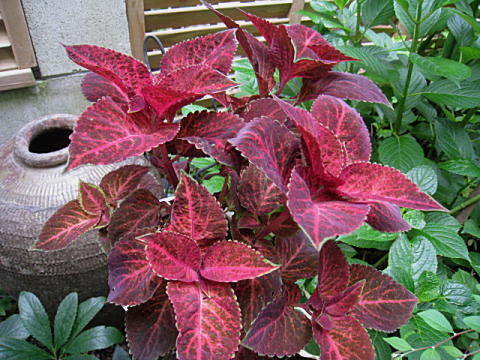 d0046702_804599.jpg