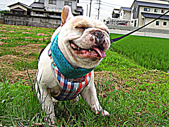 a0158613_7342899.jpg
