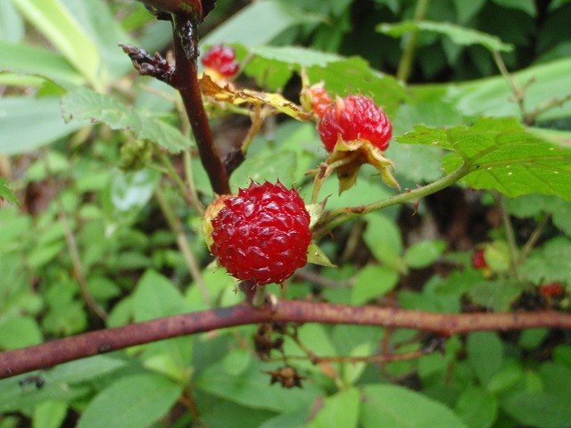 c0097754_16261098.jpg