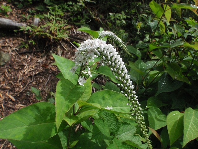 c0097754_16272756.jpg