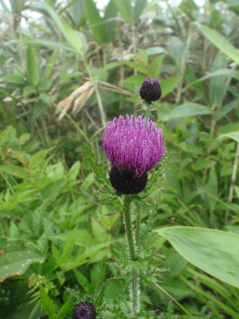 c0097754_16323531.jpg