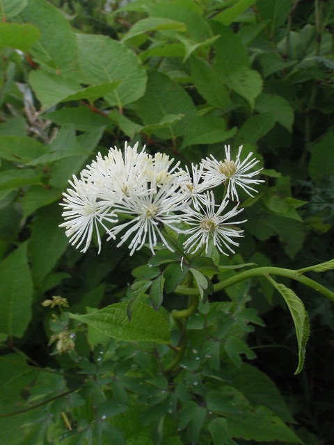 c0097754_16345617.jpg