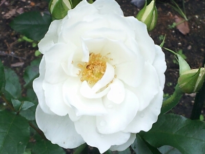e0088260_16193682.jpg