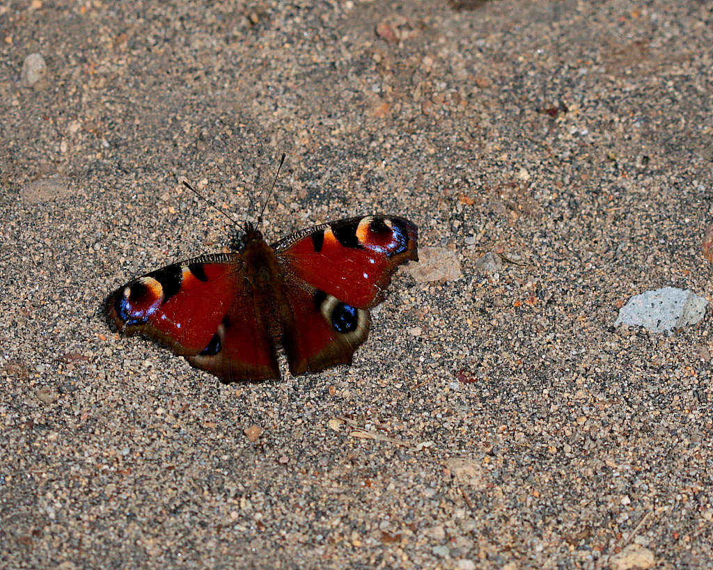 c0305565_17485479.jpg