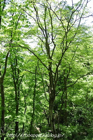 e0128367_7482798.jpg