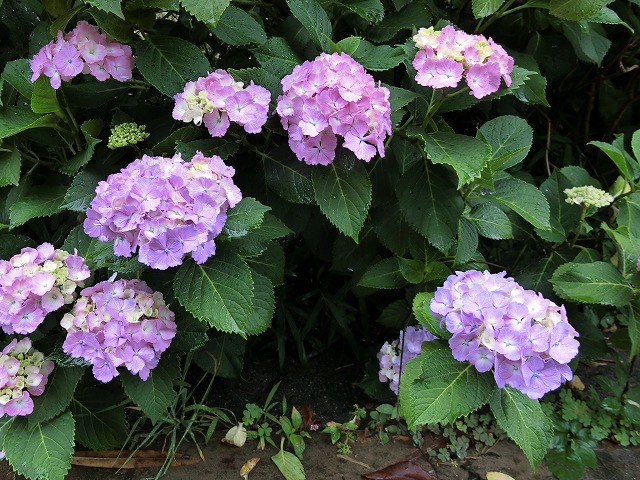 e0078069_10231385.jpg