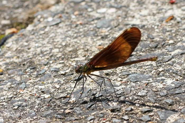 b0088772_7153163.jpg