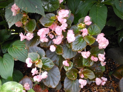 b0096584_15154565.jpg