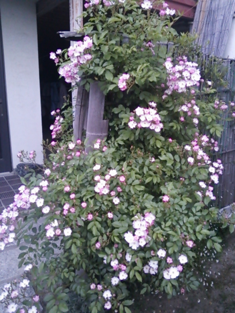 c0120585_2055551.jpg