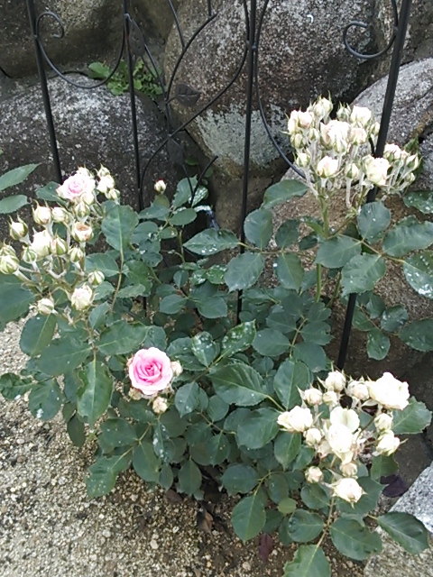 c0120585_2063417.jpg