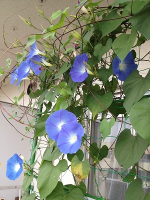 e0152990_12275361.jpg