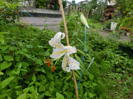 a0203003_14533638.jpg