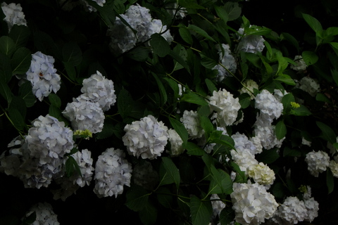 b0281732_783060.jpg