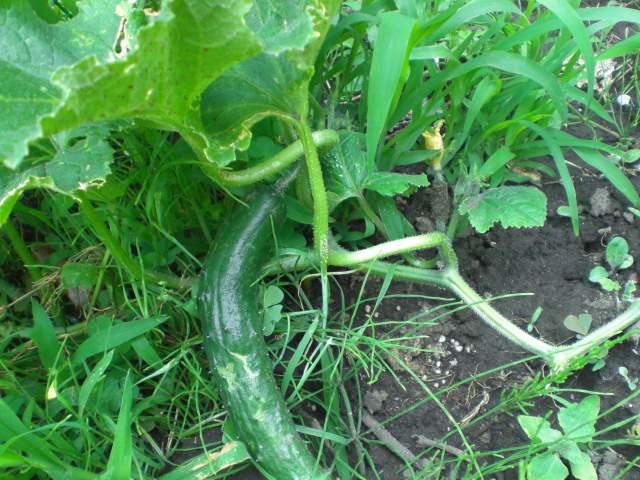 d0098363_1446376.jpg