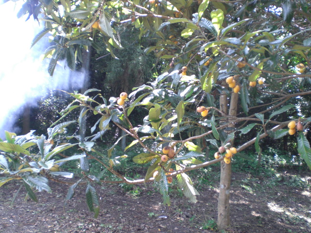 d0098363_1451060.jpg