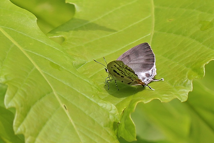b0088772_7212491.jpg