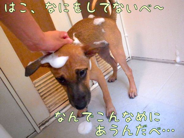 f0329311_16331159.jpg
