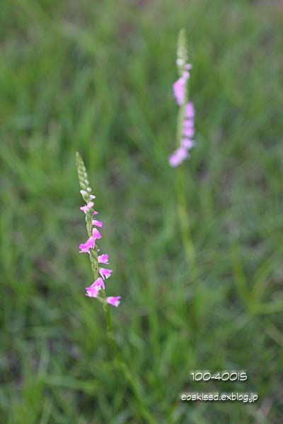 c0080036_233571.jpg