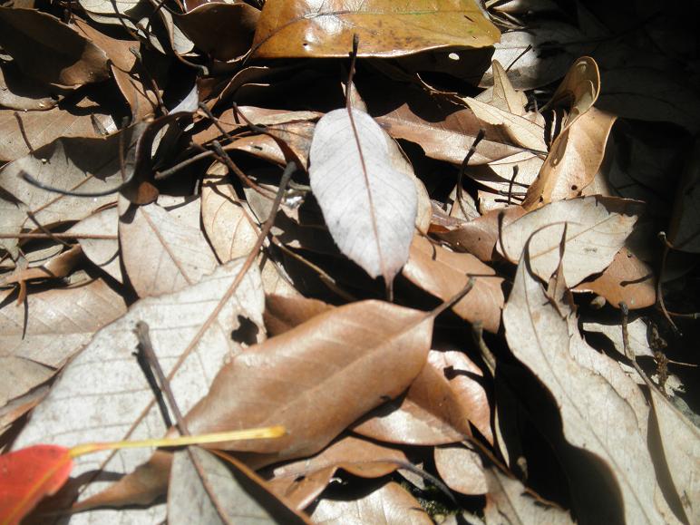 f0101679_2013484.jpg