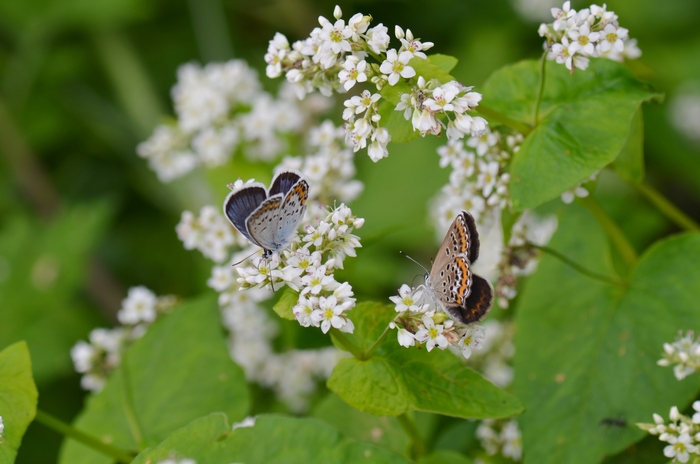 a0277496_630433.jpg
