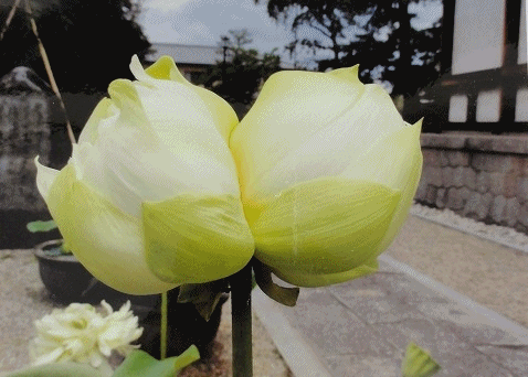 d0330311_1444544.gif