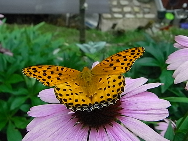 f0341616_6143912.jpg