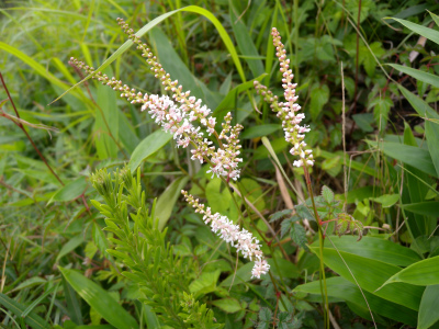 e0272335_16404148.jpg