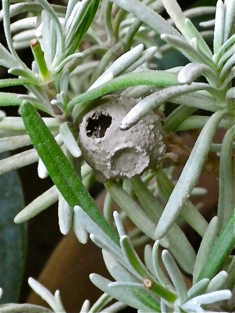 b0027736_1734587.jpg