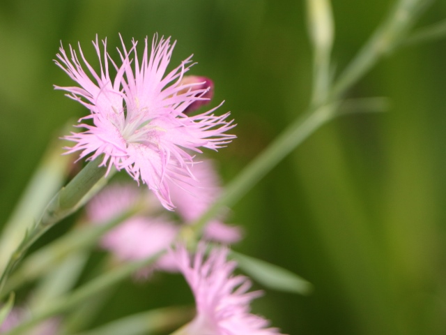 e0017051_1017132.jpg