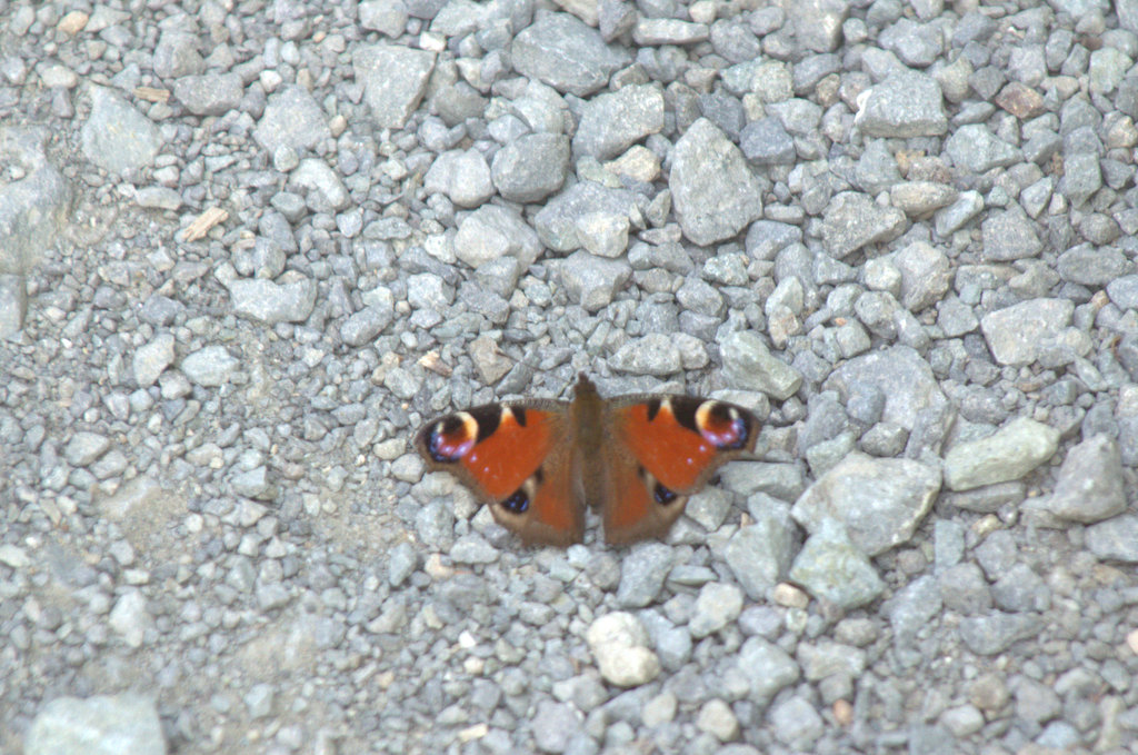 d0098057_3453038.jpg