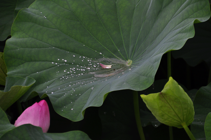 a0284558_172071.gif