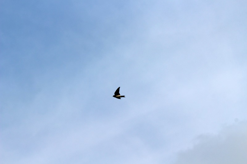 a0127090_18272280.jpg