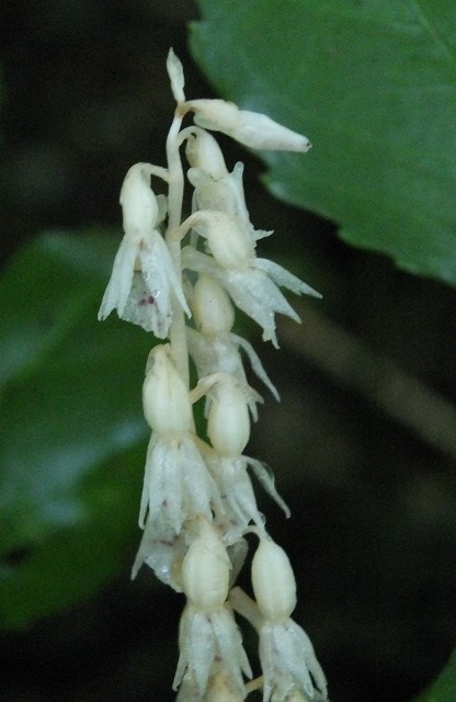 e0070891_20201240.jpg