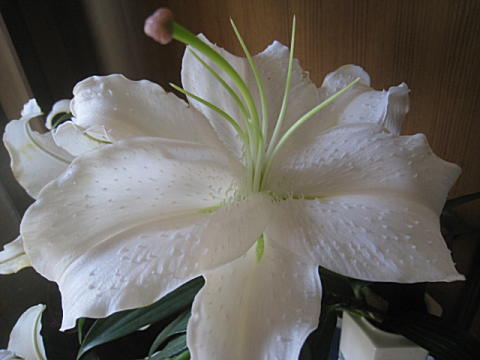 d0046702_0343292.jpg