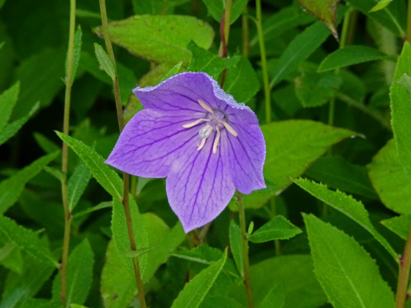 c0042418_8244540.jpg