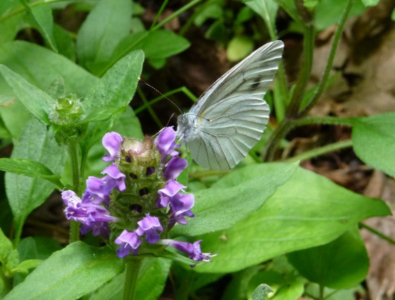 c0042418_8261420.jpg