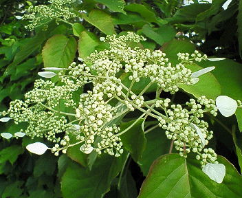 b0309623_08444598.jpg