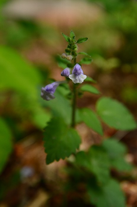 b0236334_21441290.jpg