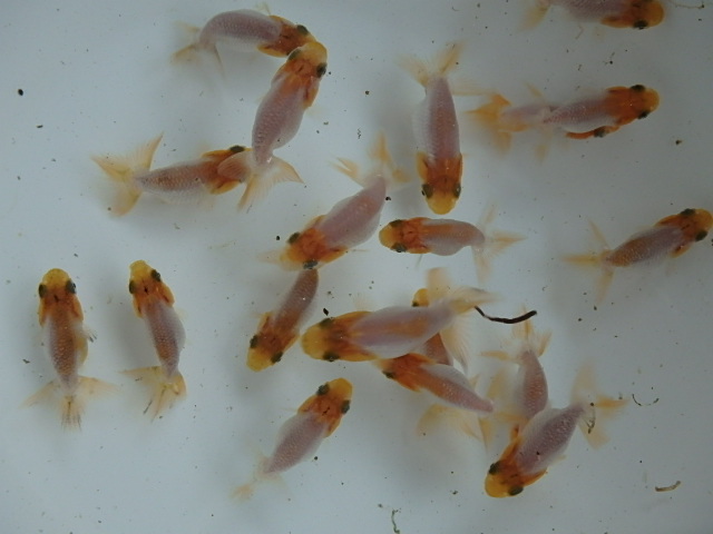 f0334143_10443352.jpg