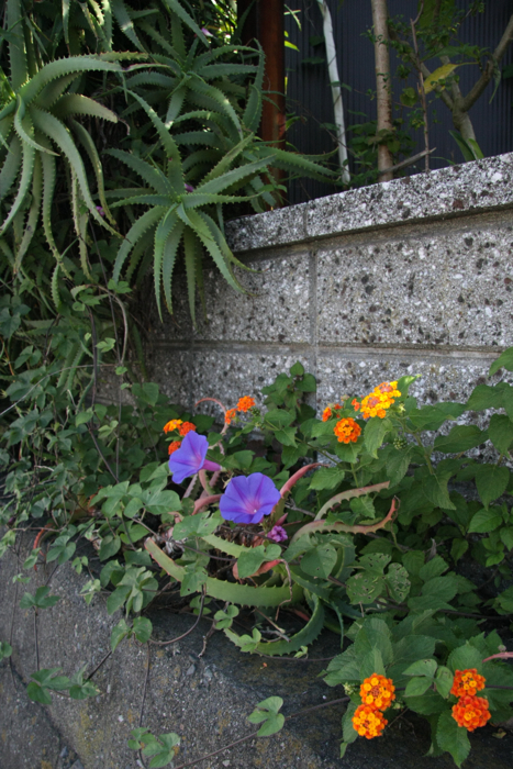 f0156448_1404178.jpg