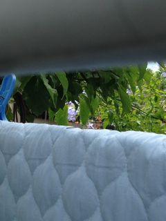 a0081957_10165738.jpg