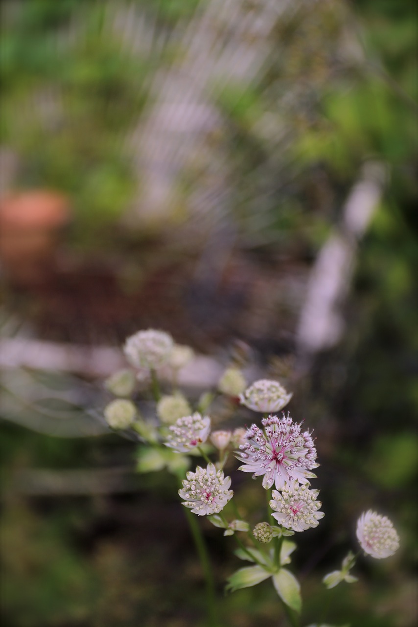 b0168859_2013641.jpg