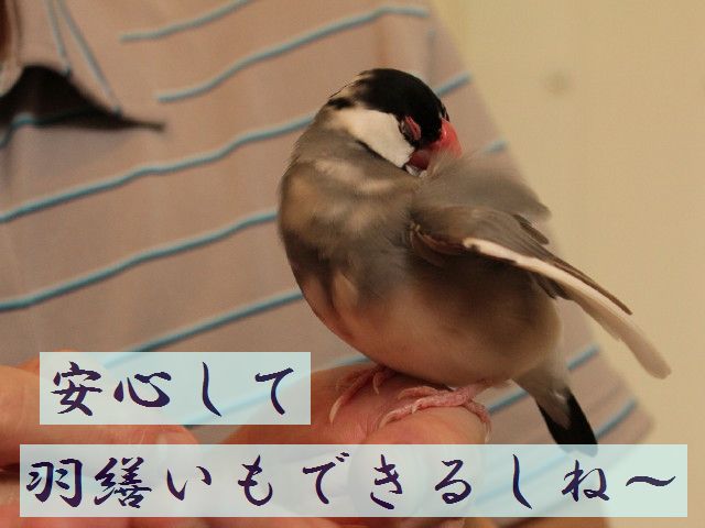 b0158061_23223269.jpg
