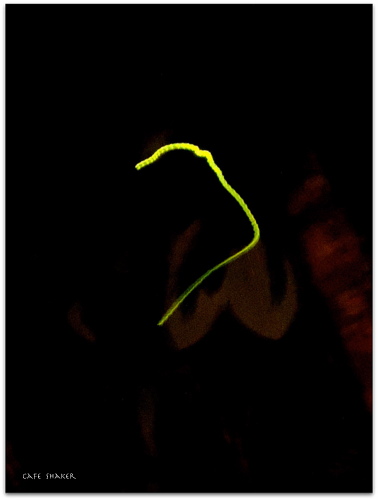 e0138787_17154941.jpg